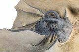 Huge, Spiny Dicranurus Trilobite With Reedops - Lghaft, Morocco #381467-3